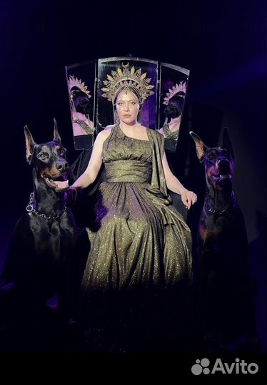 Доберман для фотосессии