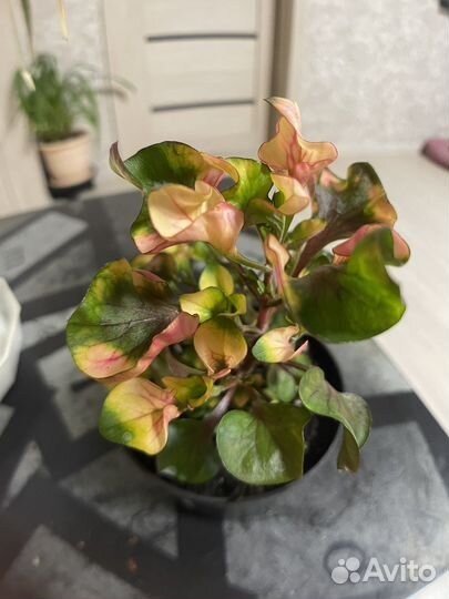 Цветок домашний Альтернантера