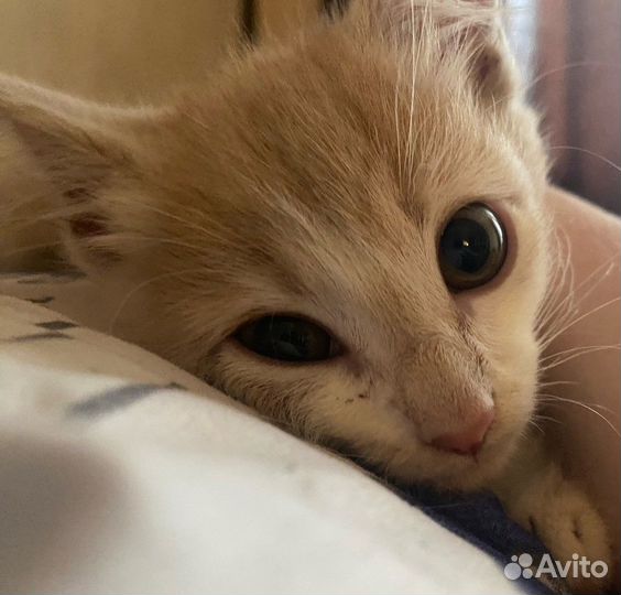 Отдам кота в добрые руки