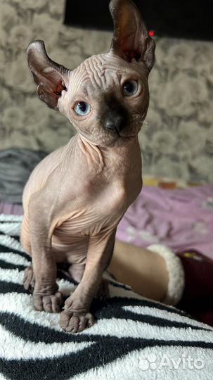 Канадский сфинкс