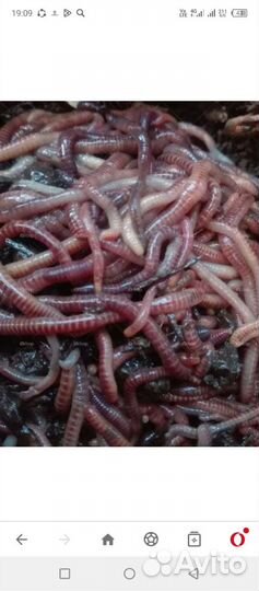 Черви для рыбалки