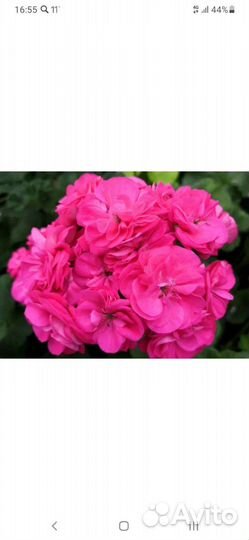 Пеларгония герань