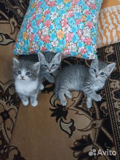 Кошка 2 девочки 1 мальчик