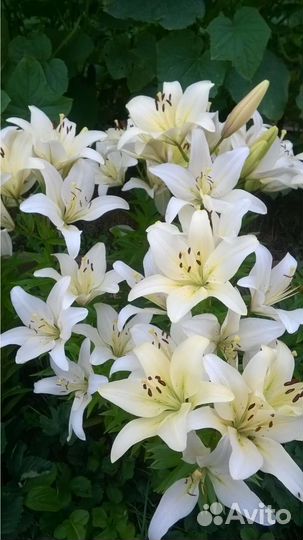 Лилии луковицы