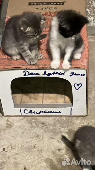 Котята бесплатно