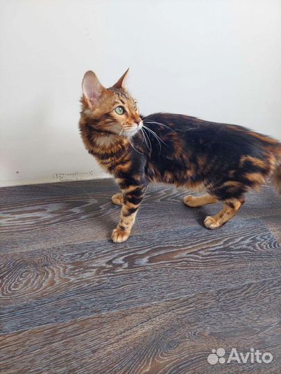 Полу бенгалы