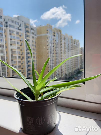 Алоэ столетник