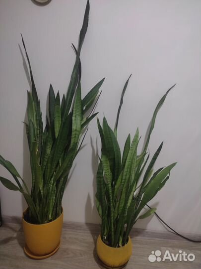 Сансевиерия