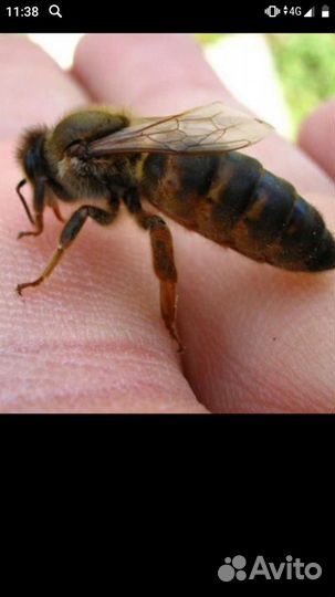 Пчелы матки разных Пород