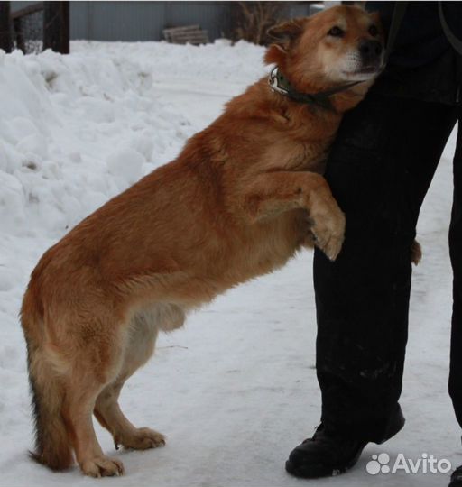 Пёс бесплатно в добрые руки