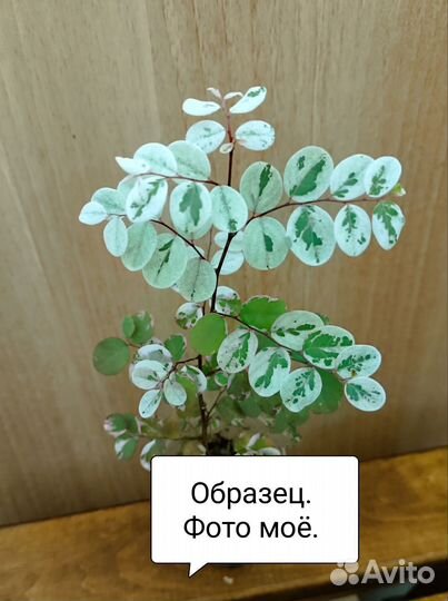 Цветы разные (часть 4) и семена