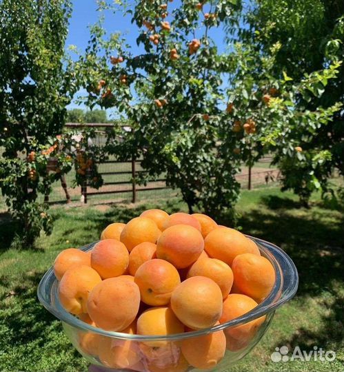 Саженцы плумкота