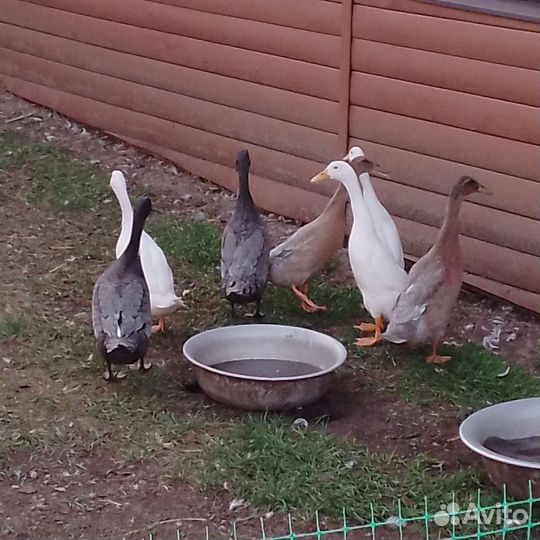 Утки индийский бегунок