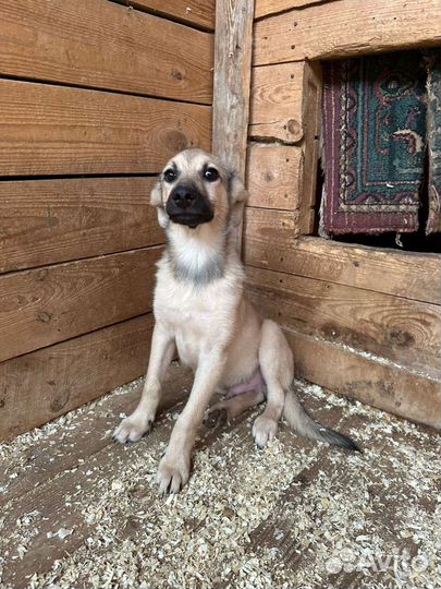 Собачий ребенок Коляня в дар