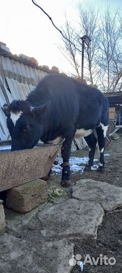 Телка 1.5 года
