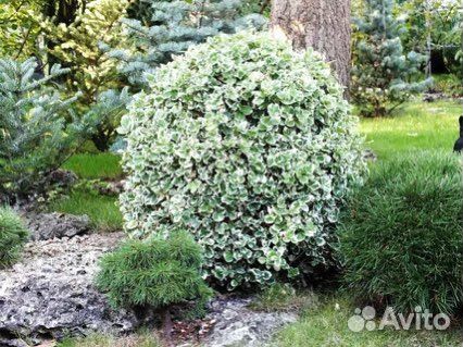 Бересклет японский вечнозелёный Браво / Bravo