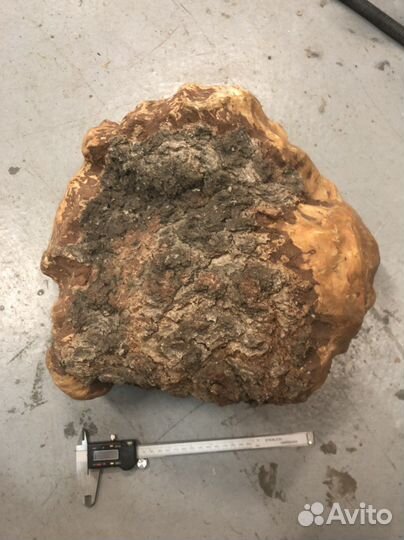 Кап березовый