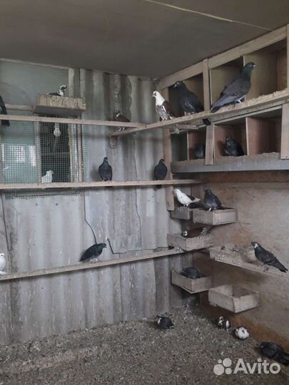 Голуби певчие