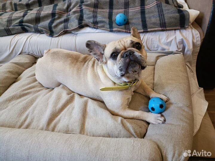 Собака французский бульдог