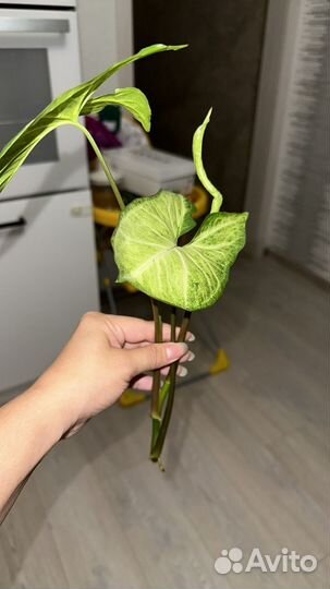 Комнатные цветы