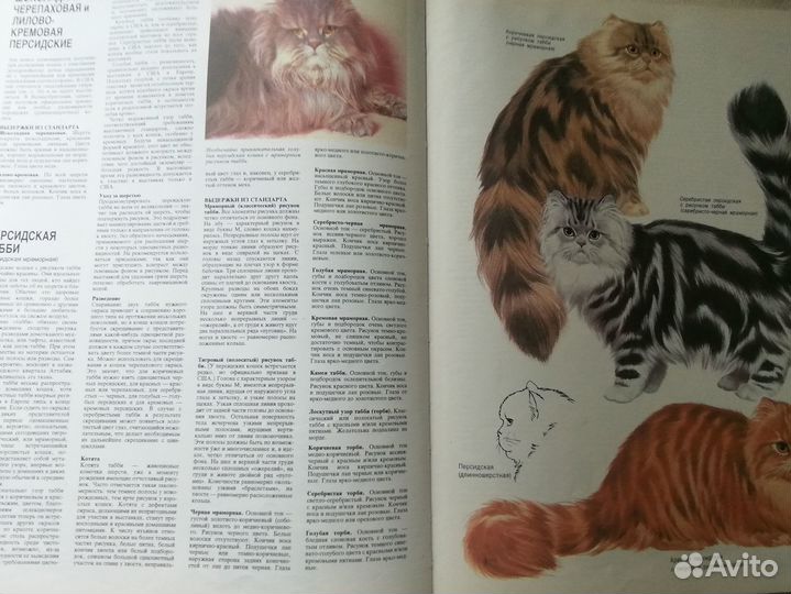 Книга о кошках