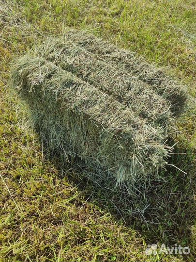 Сено люцерна