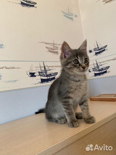 Котята бесплатно