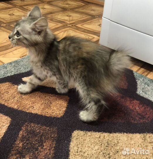 Котёнок с коротким хвостиком