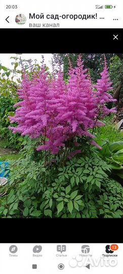 Астильба розовая