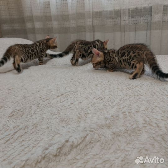 Бенгальская