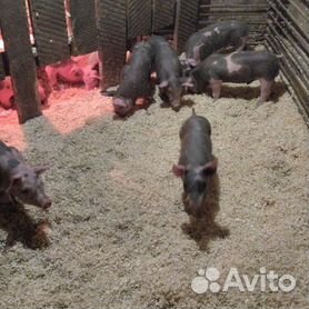 Как развлечь свиней