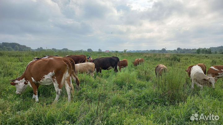 Продаются первотелки