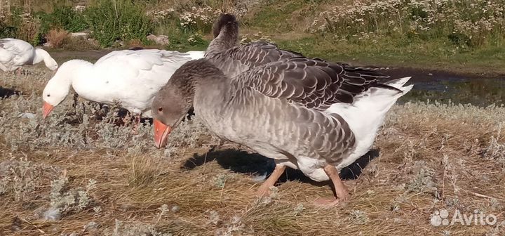 Гусь. Гуси