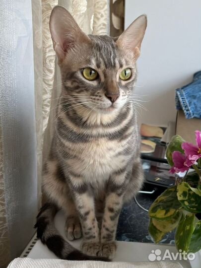 Бенгальский котенок (мальчик)