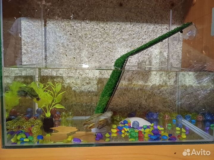 Краснаухие черепахи бесплатно