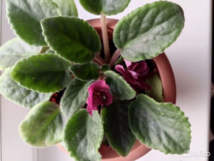 Сортовые фиалки