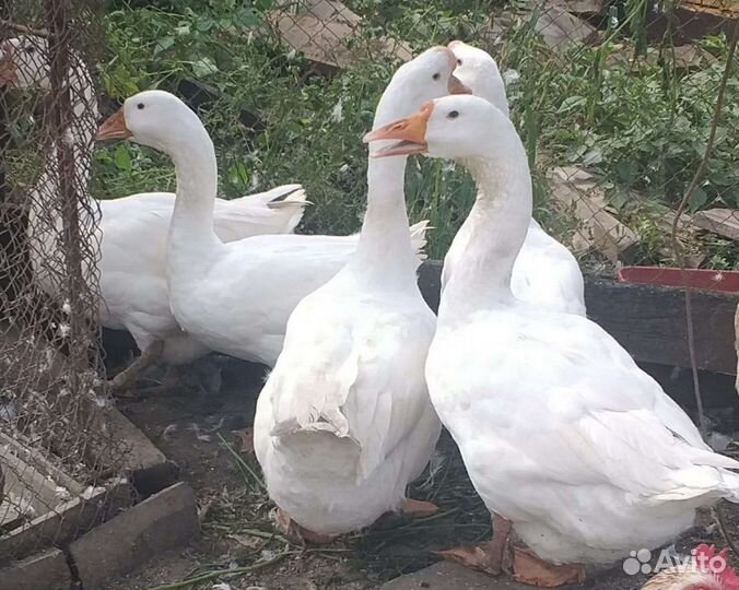 Гусь