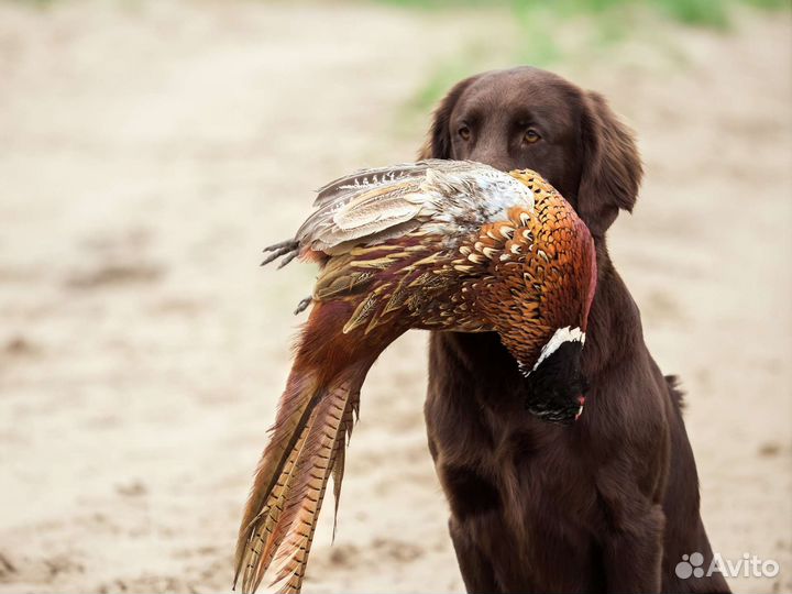 Шоколадные флэты
