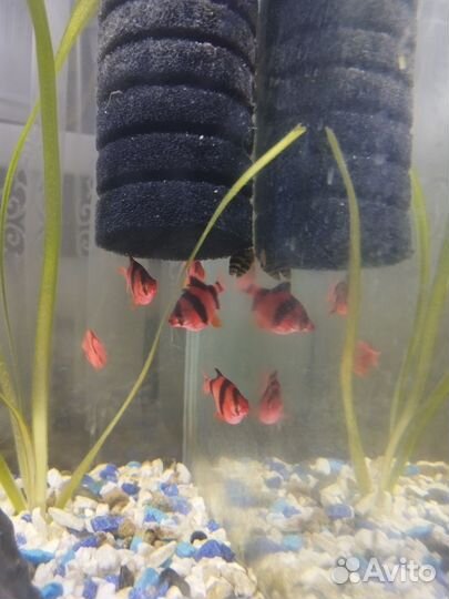 Рыбы барбусы