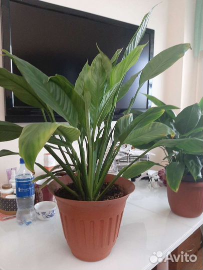 Спатифиллум