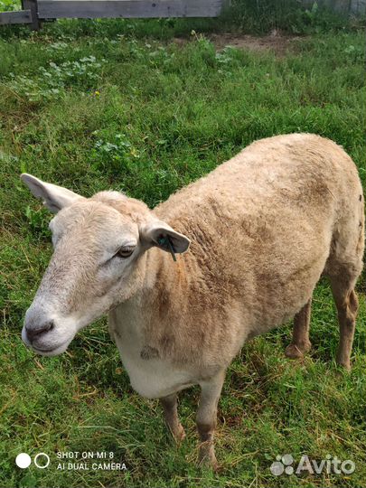 Катумские чистокровные овцематки и ярочки