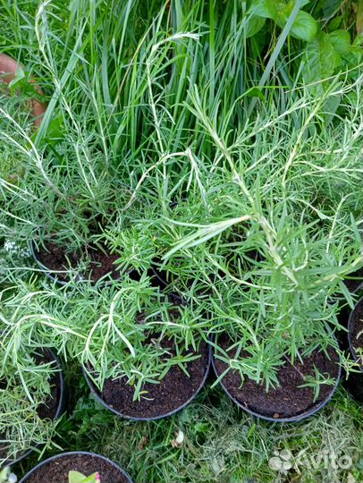 Розмарин лекарственный