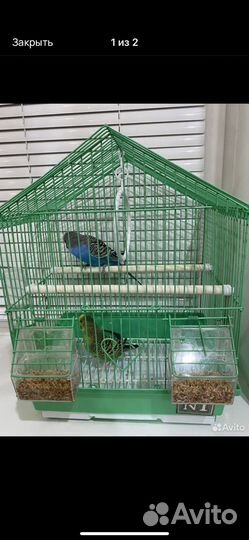 Попугай с клеткой