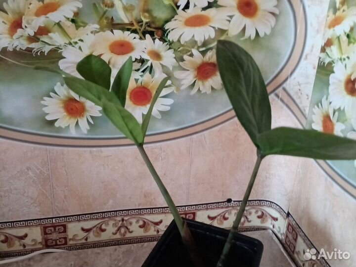 Замиокулькас