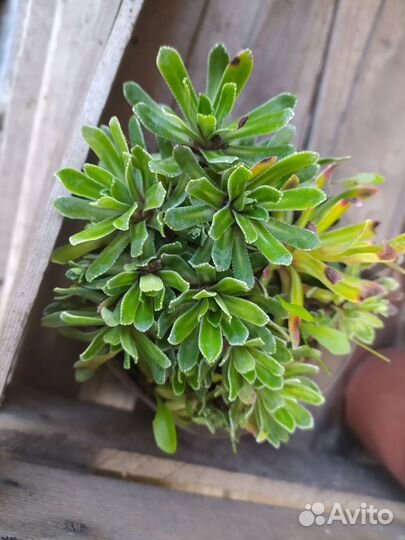 Камнеломка инкрустированная