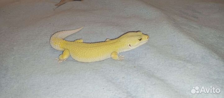 Геккон эублефары