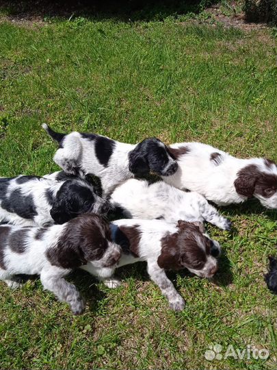 Щенки Спаниеля 3 месяца