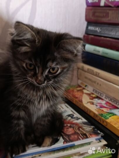 Котик в добрые руки