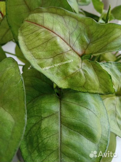 Сингониум mango allusion