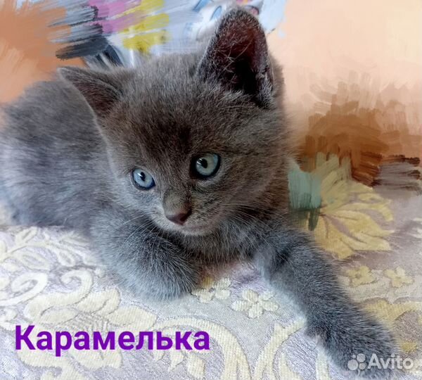 Милые котята в добрые руки